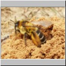 Dasypoda hirtipes - Hosenbiene w03.jpg